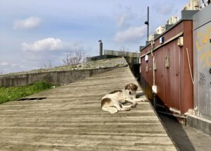 イスタンブールにて、犬の画像