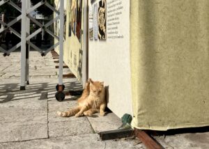 猫1