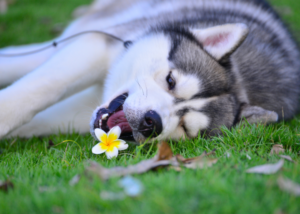 シベリアンハスキー