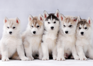 シベリアンハスキーパピー