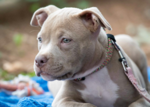 ピットブルパピー