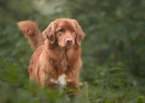 ノヴァスコシアダックトーリングレトリーバー
