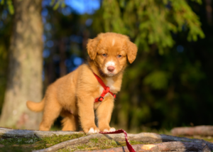 ノヴァスコシアダックトーリングレトリーバーパピー