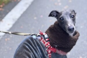 バンビと散歩中