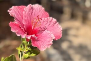 南大東島のハイビスカス