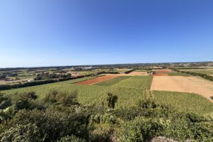 南大東島のサトウキビ畑