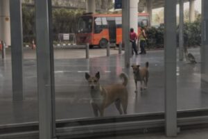 空港外から眺める犬