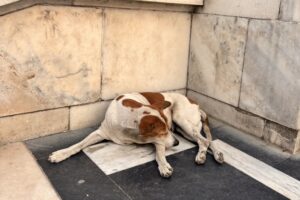 Victoria Memorial Hallの犬