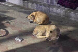 コルカタの犬3