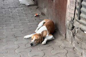 コルカタの犬1