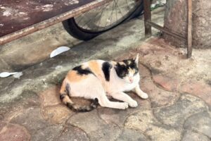 コルカタの猫