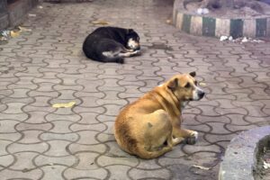 コルカタの犬2